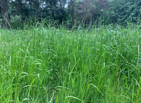 The grass is moving but there is no wind: Common worlding with elf/child&nbsp;relations